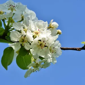 Apple iPhone 5S
