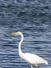 S5302s